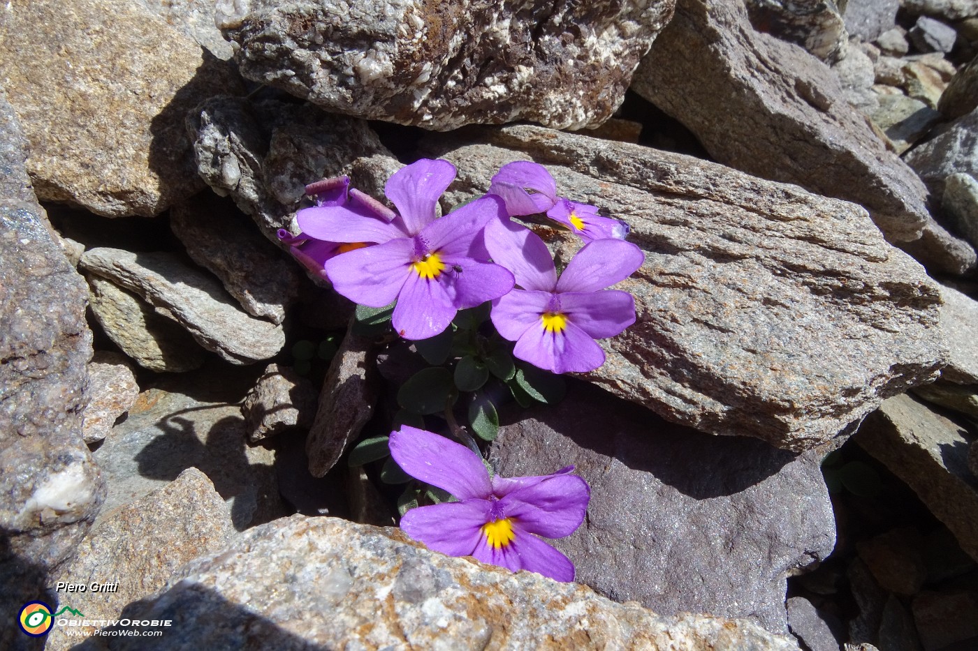 62 Viola comollia (Viola Comollii).JPG